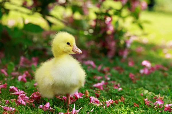 Little yellow duckling — Stock Photo, Image