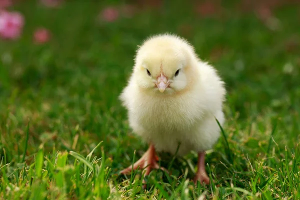 작은 닭 — 스톡 사진