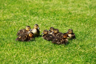 Yeşil çimlerde ördek yavruları