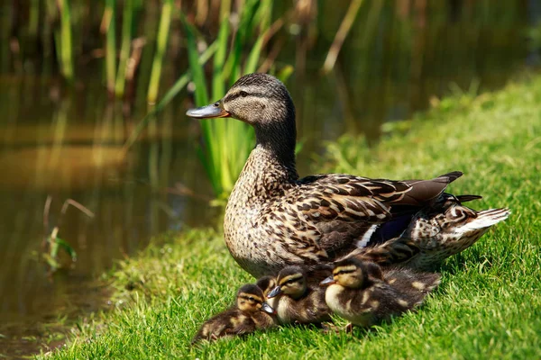 Pato con patitos — Foto de Stock