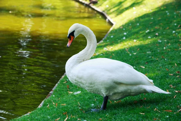 Білий прекрасного лебедя — стокове фото