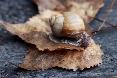 Bahçedeki salyangoz