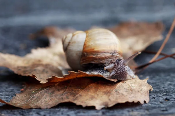 Snail in the garden — Stock Photo, Image