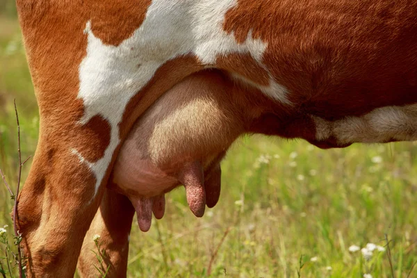 牛の乳房 — ストック写真