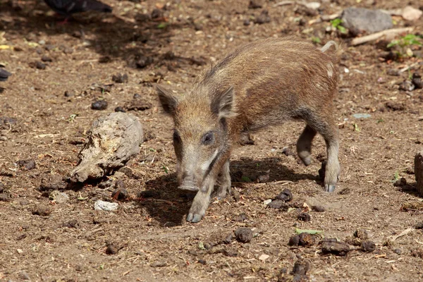 Wild boar close-up — Stock Photo, Image