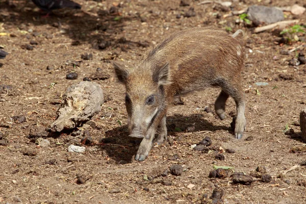 Wild zwijn close-up — Stockfoto