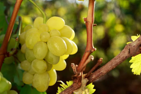 Ramo de uvas maduras —  Fotos de Stock