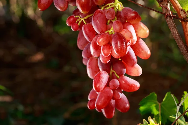 熟したブドウの束 — ストック写真