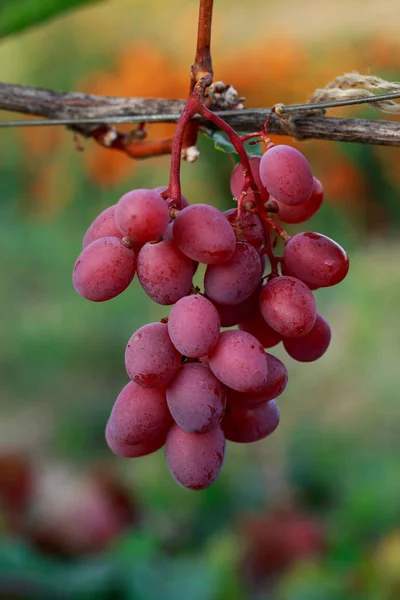 一堆成熟的葡萄 — 图库照片
