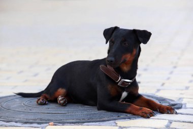 Köpek doğurmak Alman yaggter korkunç