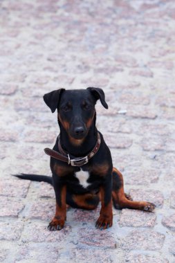 Köpek doğurmak Alman yaggter korkunç