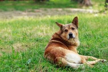 bir çim üzerinde köpek
