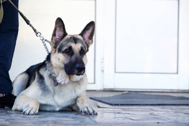 Köpek çiftleşmesi Alman çoban köpeği