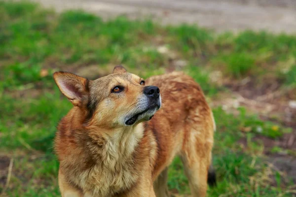 Anjing di atas rumput — Stok Foto