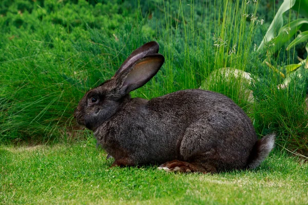 Das graue Kaninchen — Stockfoto