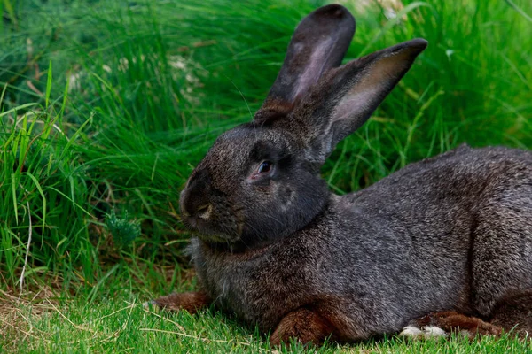Кролика и кролика — стоковое фото