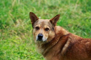 bir çim üzerinde köpek