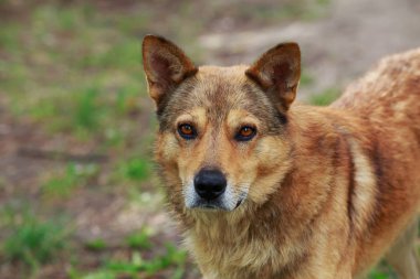 bir çim üzerinde köpek