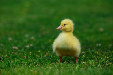 küçük sarı ördek yavrusu