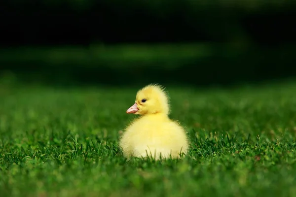 Küçük sarı ördek yavrusu — Stok fotoğraf