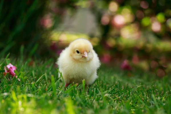 O Frango Pequeno — Fotografia de Stock