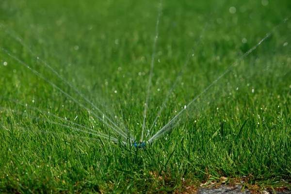 Sprinkler spraying water Stock Image