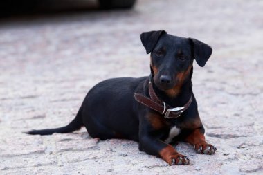 Köpek doğurmak Alman yaggter korkunç