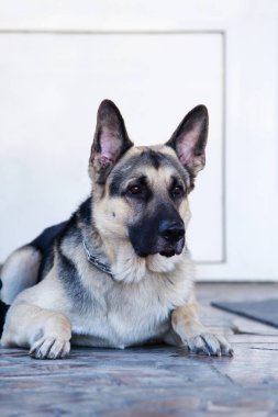 Köpek çiftleşmesi Alman çoban köpeği