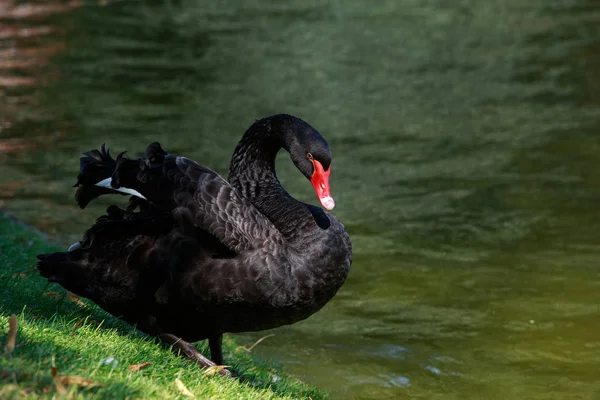 Hermoso cisne negro — Foto de Stock