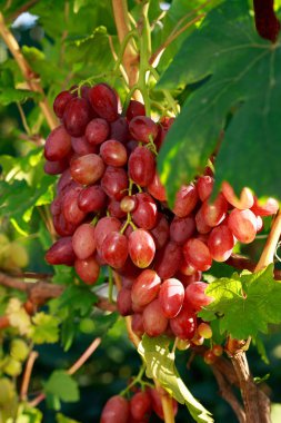 Olgun üzümler.