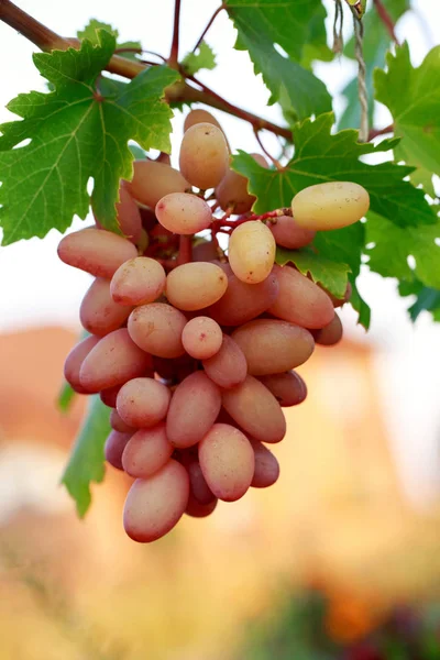 Bouquet de raisins mûrs — Photo