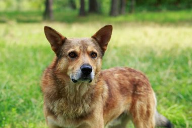 bir çim üzerinde köpek