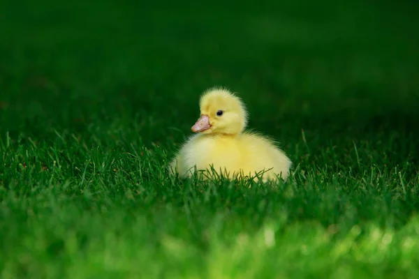 Pequeño patito amarillo —  Fotos de Stock