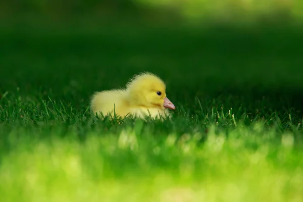 Pequeño patito amarillo — Foto de Stock