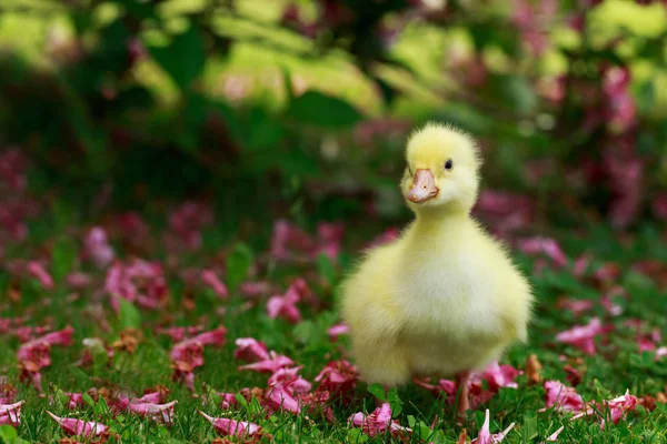 Pato amarelo pequeno — Fotografia de Stock