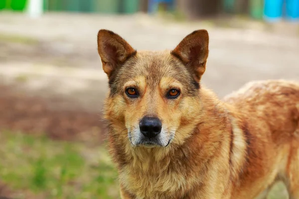 bir çim üzerinde köpek
