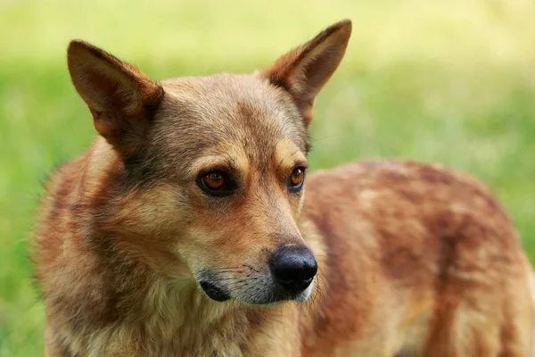 bir çim üzerinde köpek