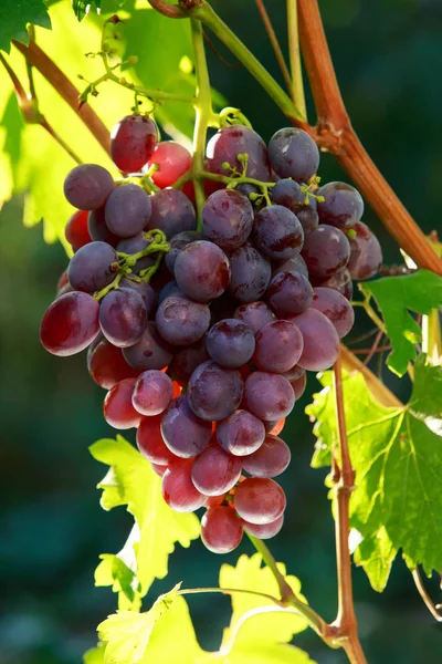 Ramo de uvas maduras — Foto de Stock