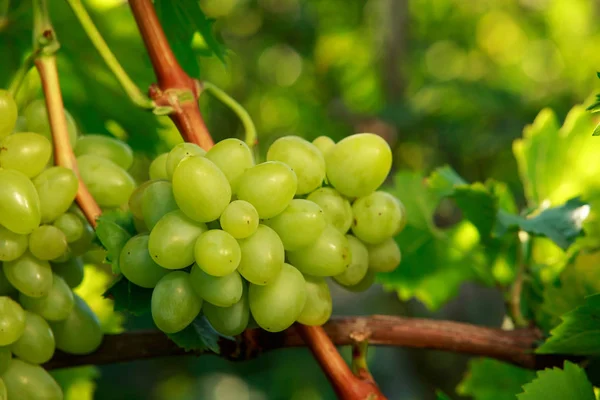Ramo de uvas maduras —  Fotos de Stock