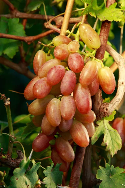 Bouquet de raisins mûrs — Photo