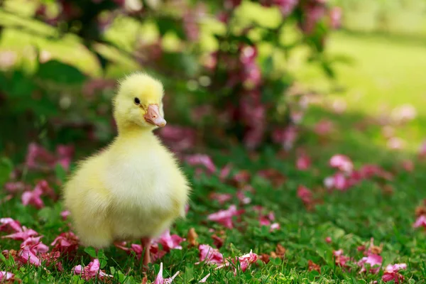 Little yellow duckling — Stock Photo, Image