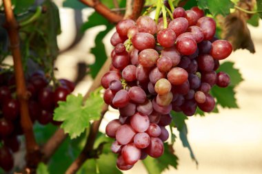 Olgun üzümler.