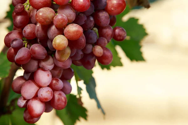 Куча спелого винограда — стоковое фото