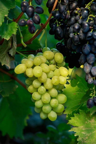 Bouquet de raisins mûrs — Photo