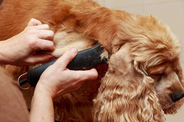 Grooming the hair of dog — Stock Photo, Image