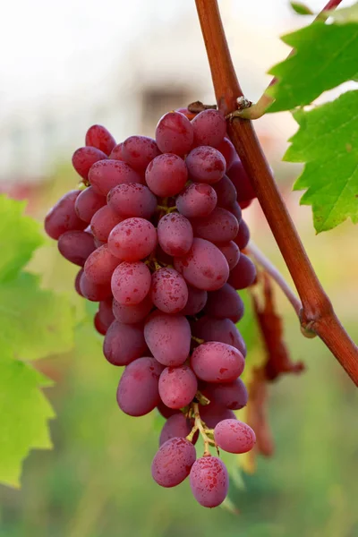 Bunch of ripe grapes — Stock Photo, Image