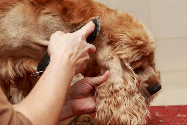 Curare i peli del cane — Foto Stock