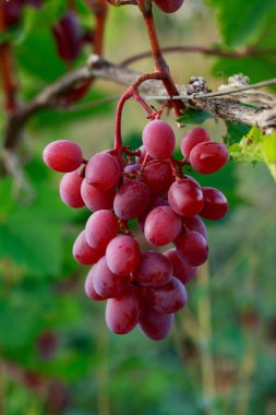 Olgun üzümler.