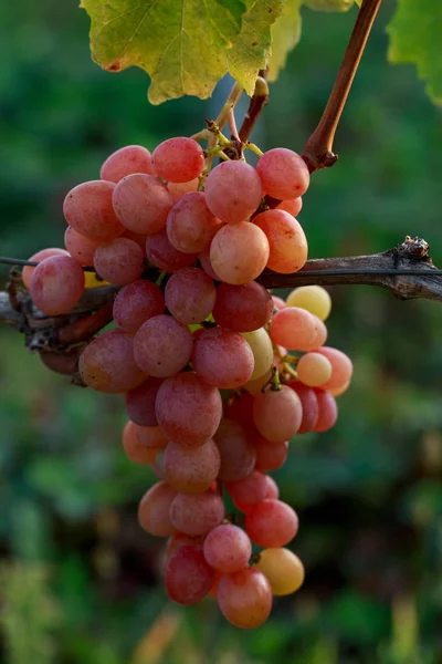 Bouquet de raisins mûrs — Photo