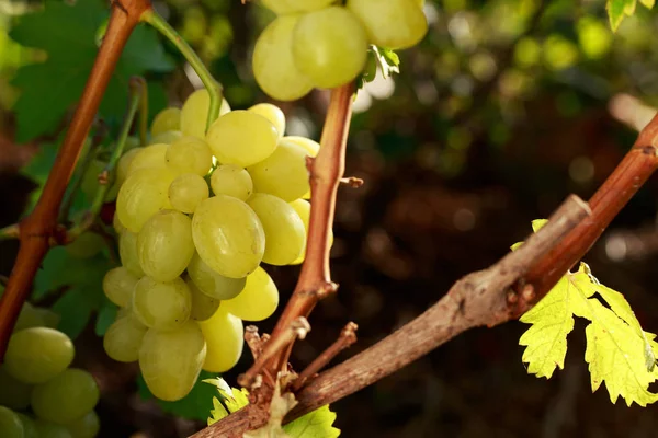 Пучок стиглого винограду — стокове фото